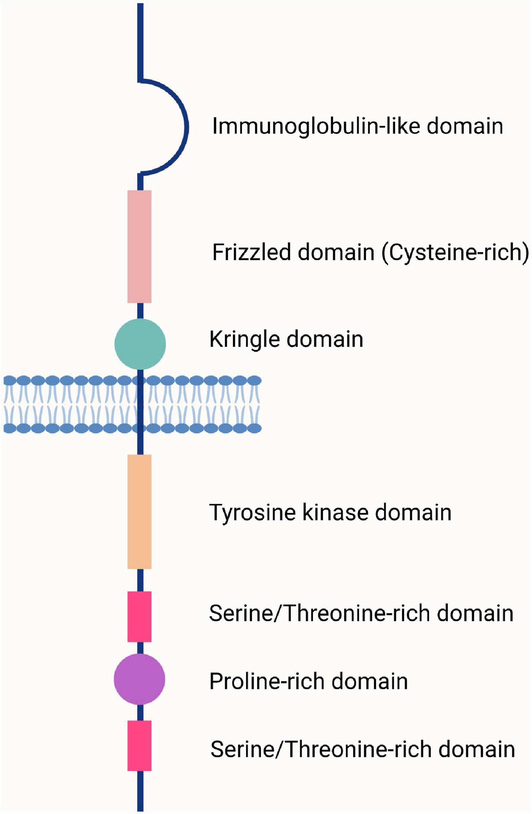 Anti-ROR1 CAR-T cells: Architecture and performance